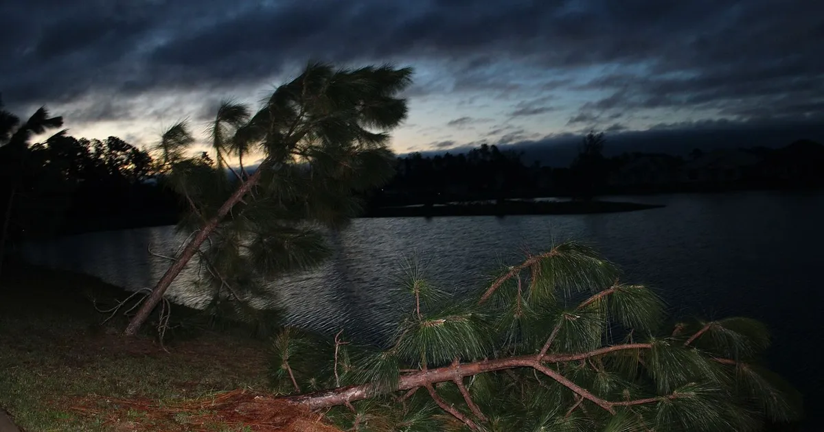 Pinos derribados por el huracán Isaías junto a un lago en Milton (Florida), al amanecer del 10 de octubre de 2026