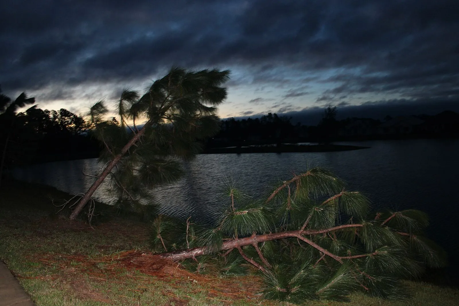 Pinos derribados por el huracán Isaías junto a un lago en Milton (Florida), al amanecer del 10 de octubre de 2026